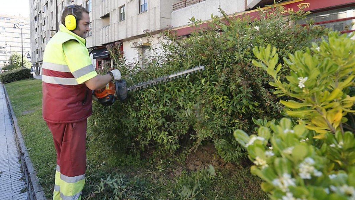 Un operario trabaja en el mantenimiento de unos arbustos en un parque de la capital.-RAÚL G. OCHOA