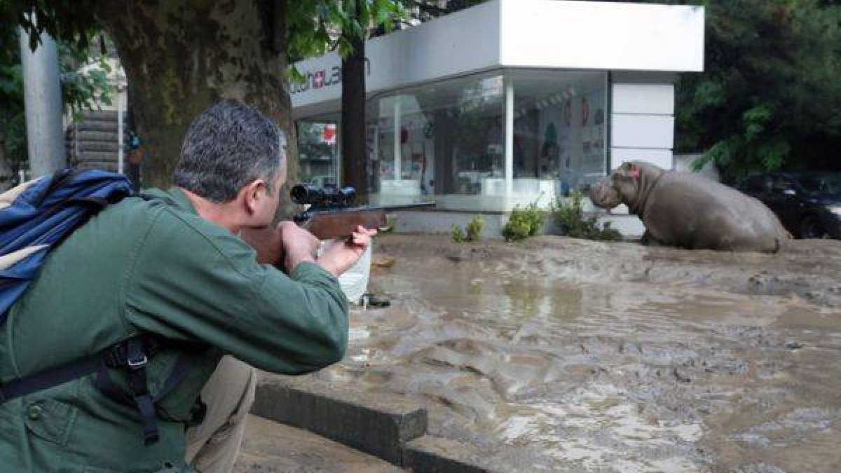 Un hombre disparando tranquilizantes a un hipopótamo en las calles inundadas de Tiflis.-Foto: EFE / GOBIERNO DE GEORGIA
