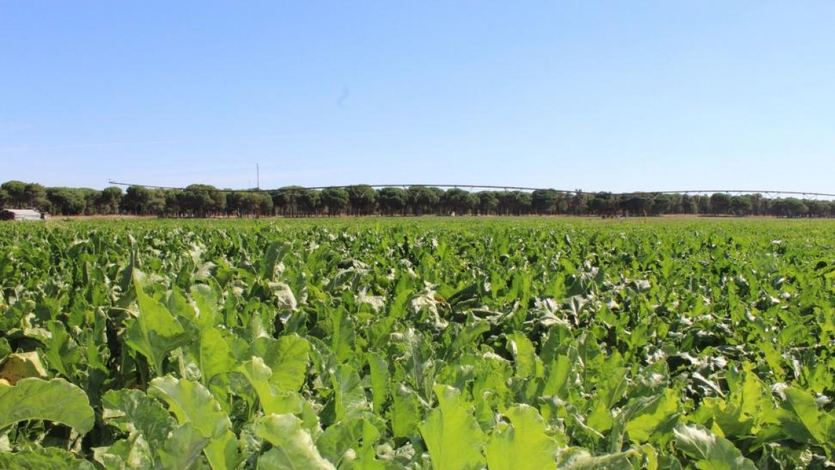 Parcela de remolacha a punto del arranque en el mes de septiembre en la provincia de Valladolid.-m.c.
