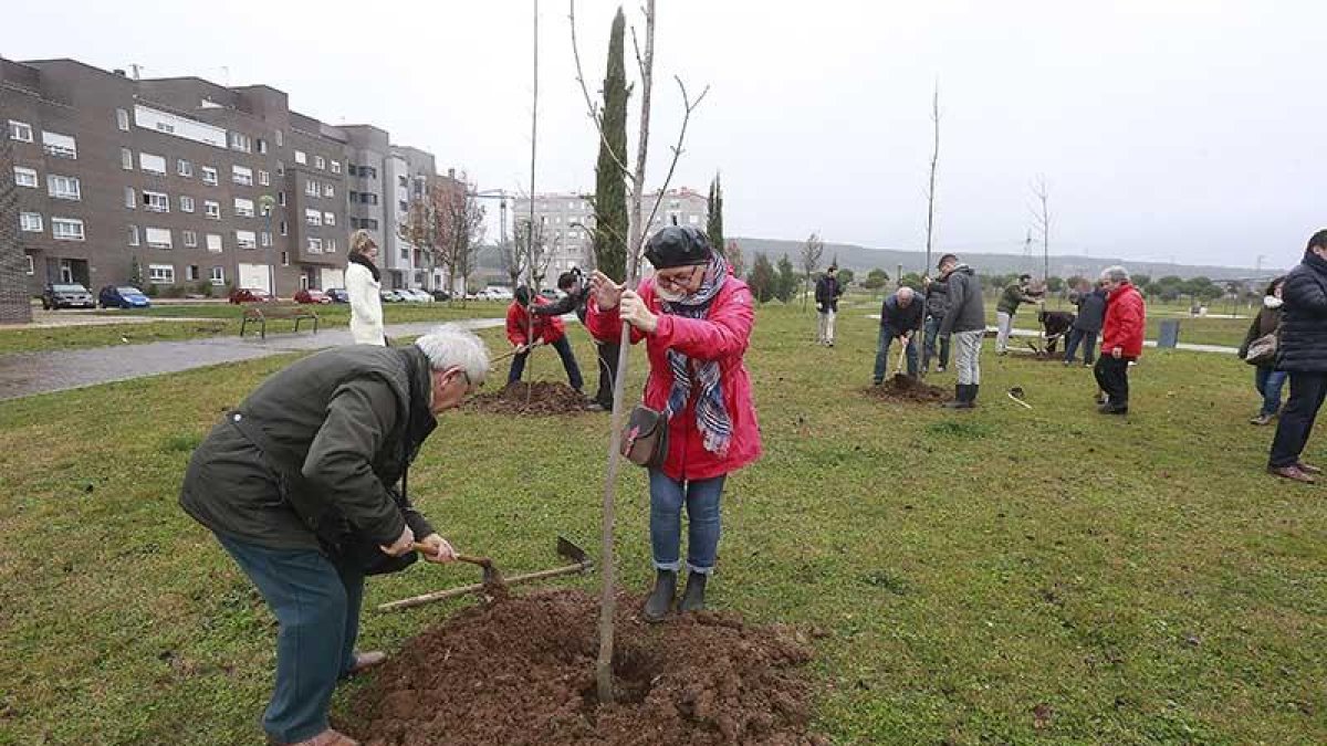 Uno a uno, la asociación ha ido plantando en esta zona verde de Burgos capital cerca de 40 nuevos árboles.-SANTI OTERO