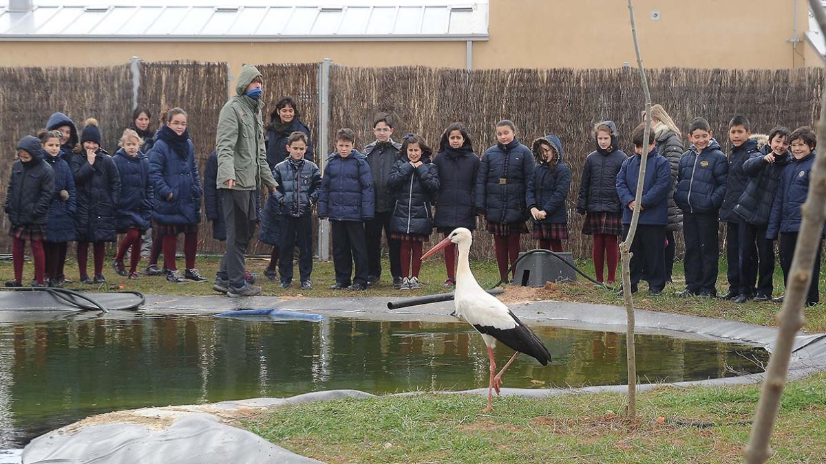 El Centro de Recuperación de Animales Silvestres recibe 2.000 ejemplares en 2019. ISRAEL L. MURILLO