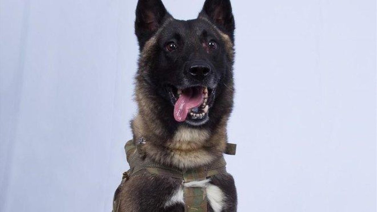 El perro que resultó herido en la operación militar estadounidense contra el líder del Estado Islámico, Abu Bakr Al Bagdadi, este domingo.-AP