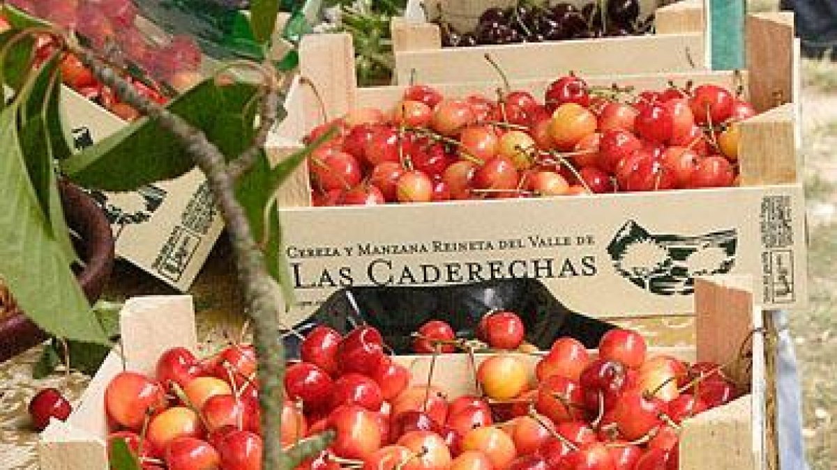 El total de la cereza certificada de la Marca de Garantía se ha vendido en fresco.-G. G.