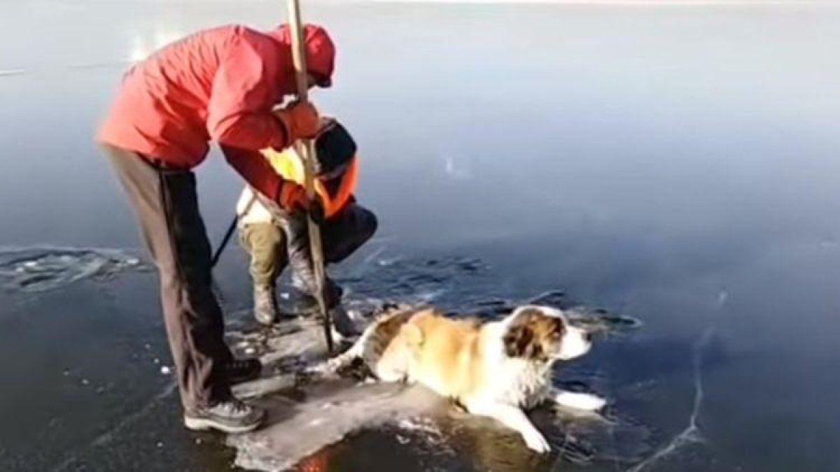 Rescate de un perro atrapado en un lago siberiano.-EL PERIÓDICO