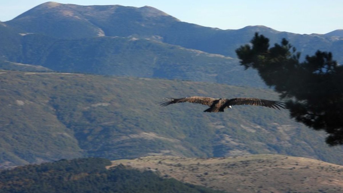 Trece hembras y siete machos que vuelan ya libres se suman a los más de cincuenta buitres negros liberados en la Sierra de la Demanda. ECB