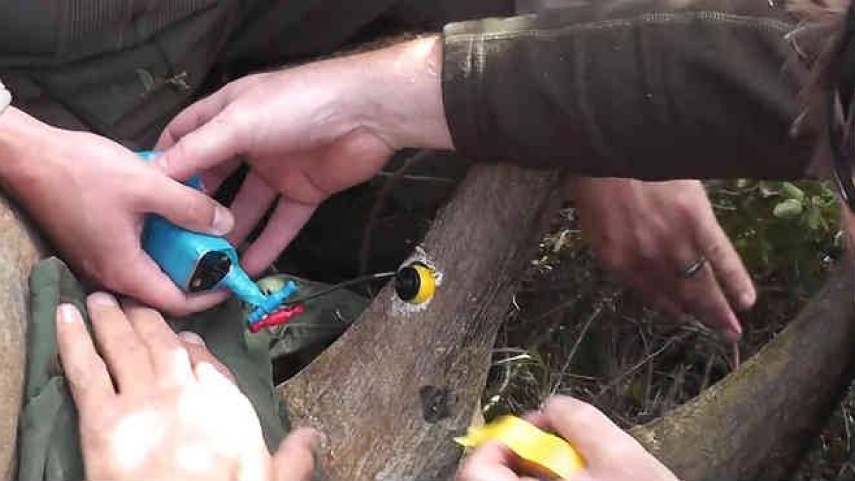 Los investigadores intalan cámaras en los cuernos de los animales para conseguir un efecto disuasorio en los cazadores furtivos.-Foto: BBC
