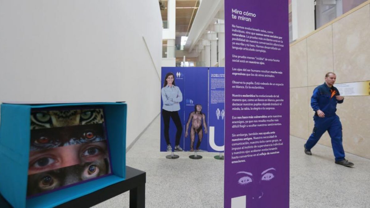 Imagen general de la muestra que acoge el Museo de la Evolución.-RAÚL G. OCHOA