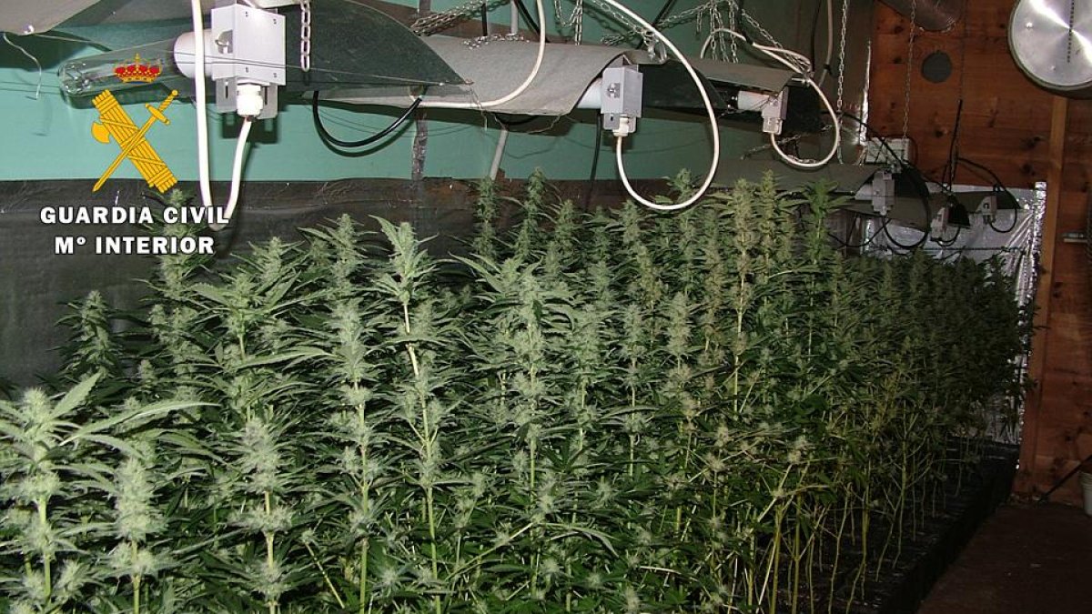 Imagen de la plantación.-ECB