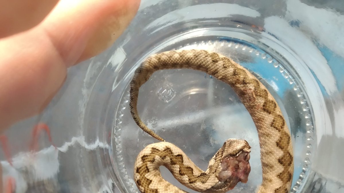 Al servicio de Urgencias llevan las víboras que les han mordido. En ocasiones están vivas y han tenido que llamar al Seprona. ECB