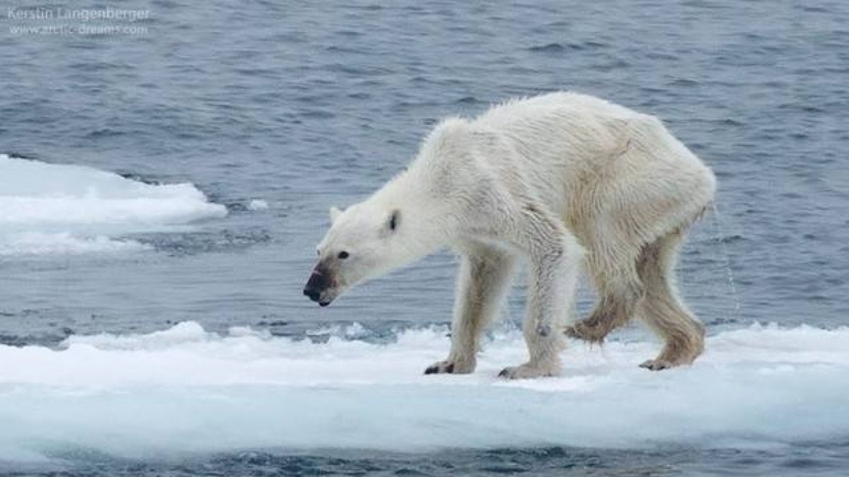 Imagen del oso polar desnutrido compartida por Kerstin Langenberger.-KERSTIN LANGENBERGER/FACEBOOK