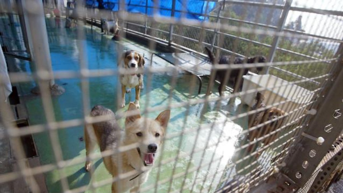 Sociedad Rincón, liga protectora de animales y plantas. Foto de archivo.-DANNY CAMINAL