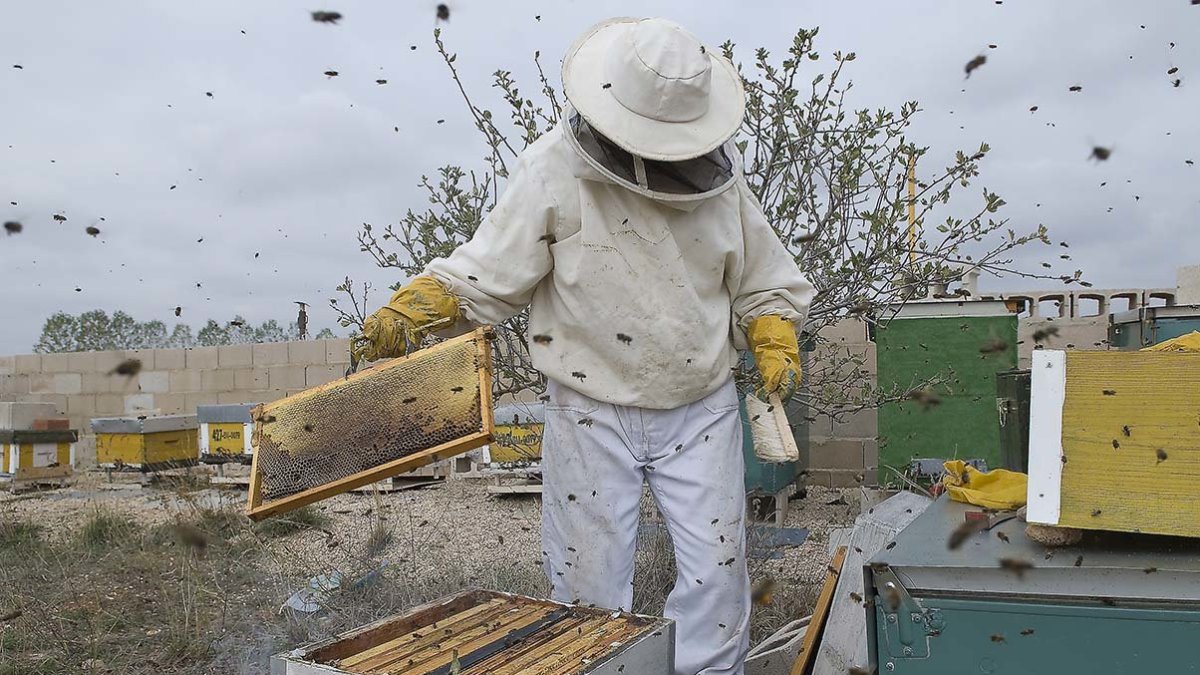 Los apilcultores ponen rumbo a Madrid para exigir mejoras. ECB