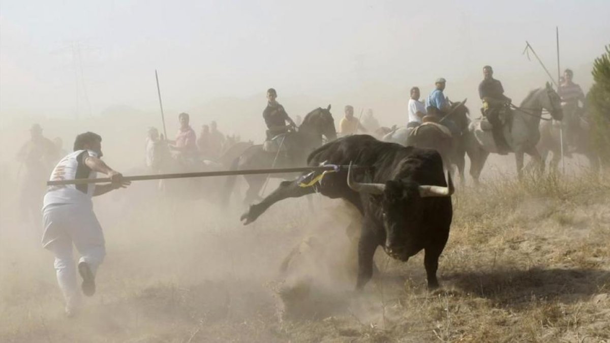 Un torneante alancea al animal durante un festejo del Toro de la Vega, en Tordesillas.-REUTERS / JOSEBA ETXABURU
