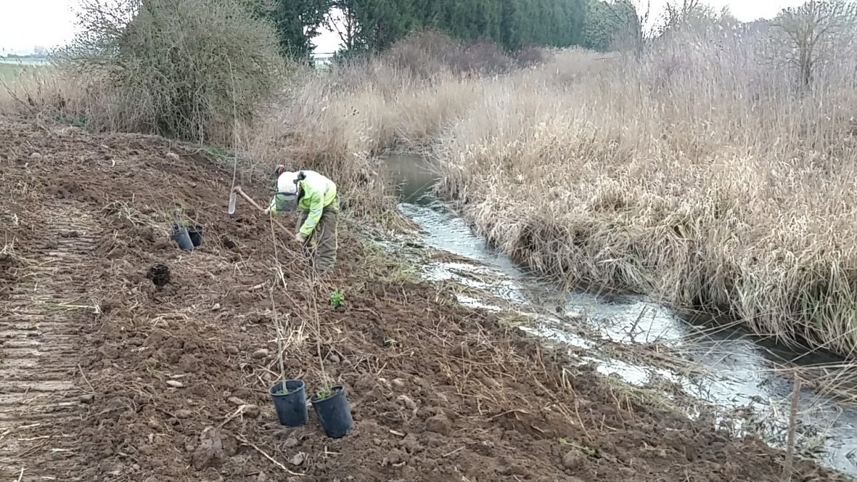 Un técnico trabaja en la limpieza del cauce del Vena. ECB