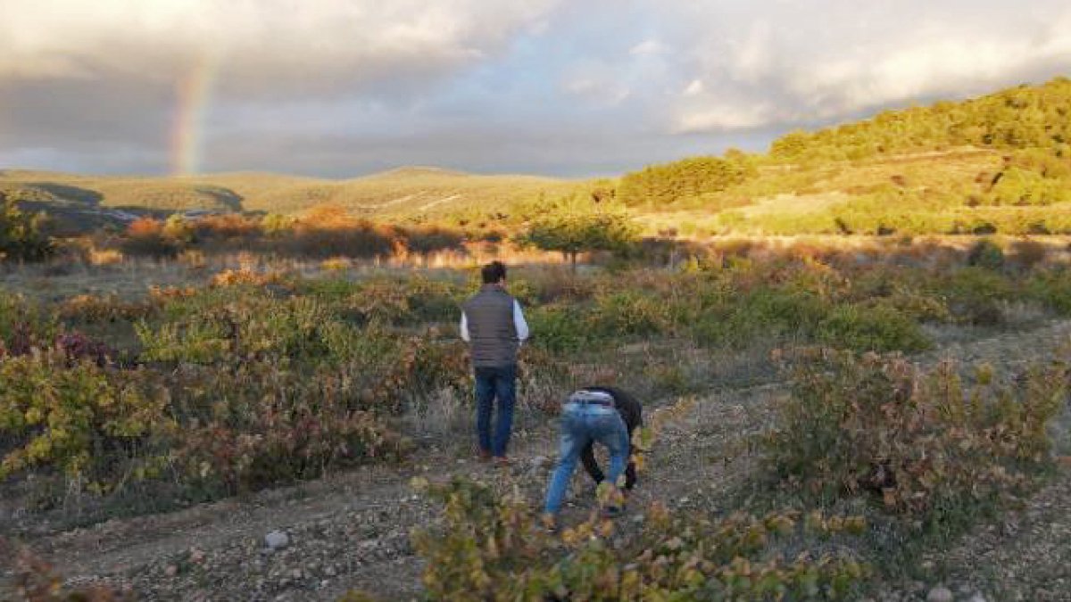 Un grupo de bodegueros y viticultores presentan una candidatura