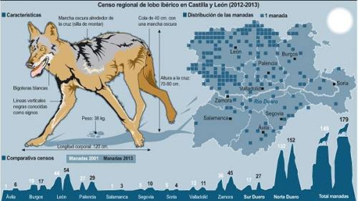 Censo regional de lobo ibérico en Castilla y León-Ical