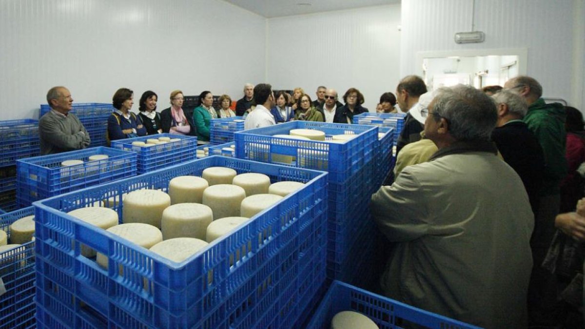 Los visitantes conocieron el proceso de elaboración de quesos en Grisaleña.-G.G.