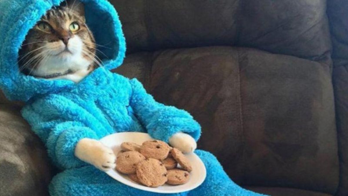El gato en pijama protagonista de la historia.-TWITTER