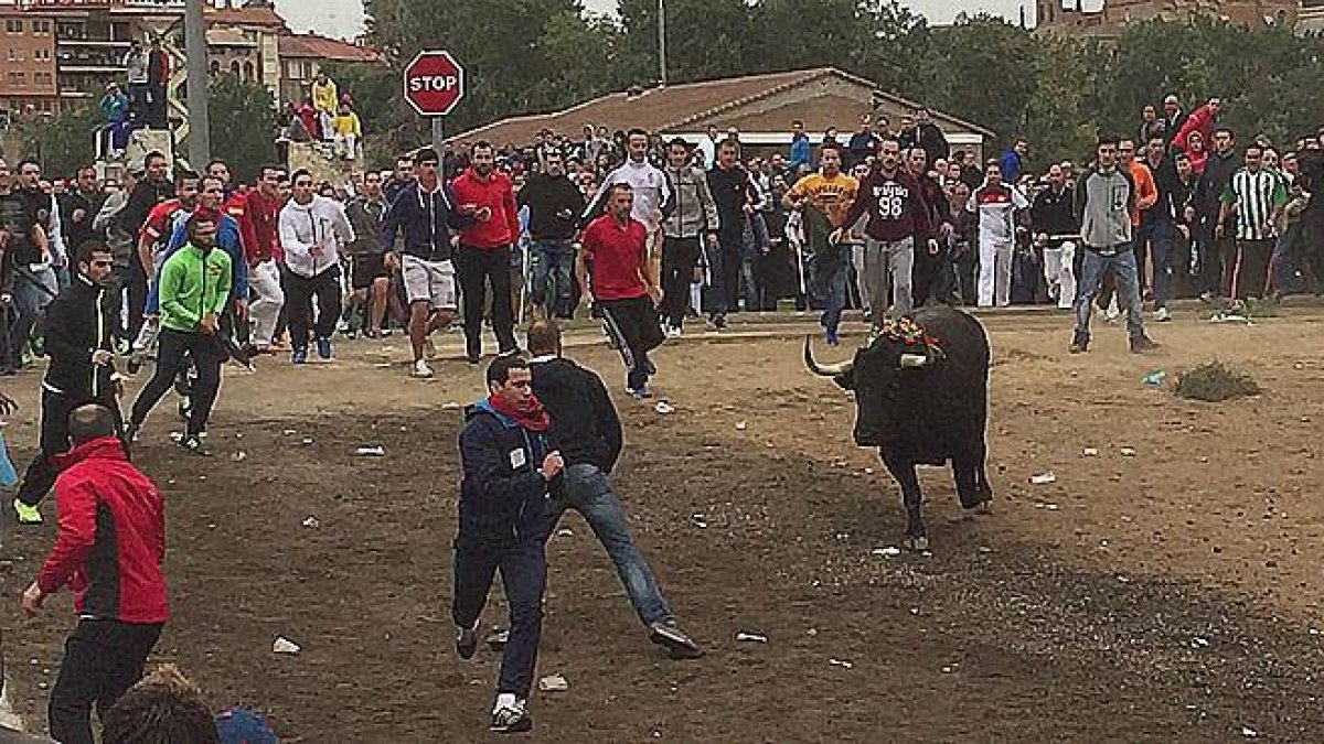 Avalancha de animalistas ante la llegada del Toro de la Vega.-EL PERIÓDICO