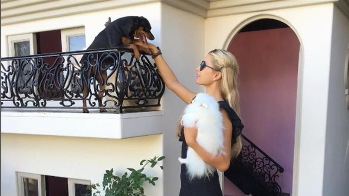 Paris Hilton muestra la mansión que ha construido para sus 13 chihuahuas.-INSTAGRAM