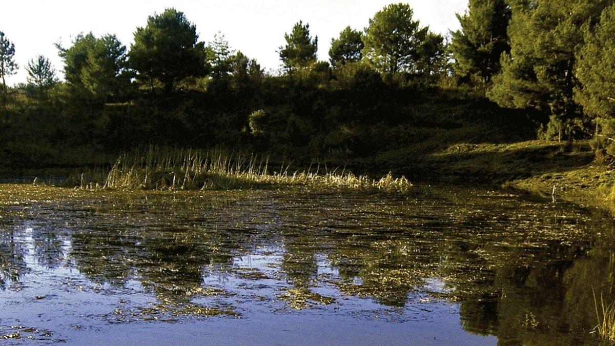 Las aguas de la laguna del Pozo de Airón de Aldea de Pinar no son profundas, excepto en la ‘hoya’ central, que tiene unos 3 metros de diámetro. ECB