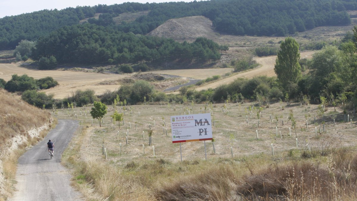 Zona reforestada en Villatoro dentro del Cinturón Verde de Burgos, que contará con 860 hectáreas después de su próxima ampliación.  R, OCHOA-min