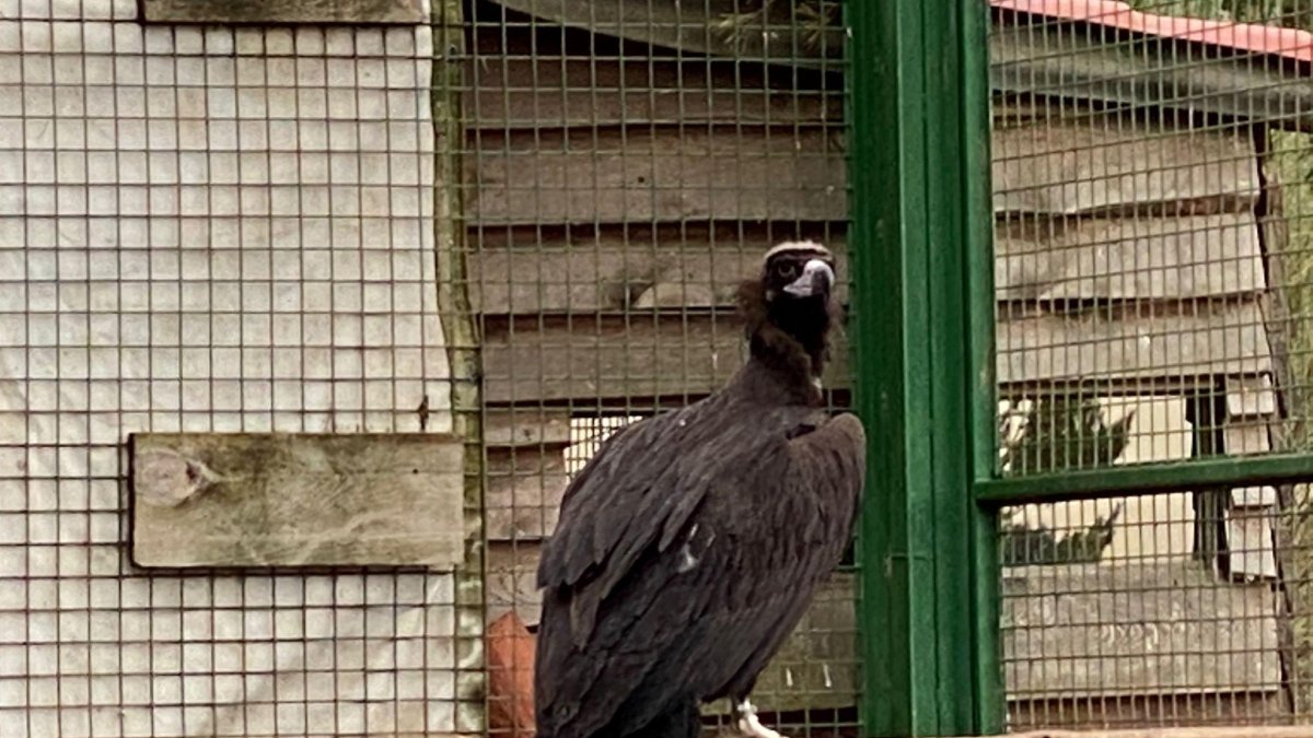 Un nuevo grupo de buitres negros llega a la zona de reintroducción de la Sierra de la Demanda. GREFA