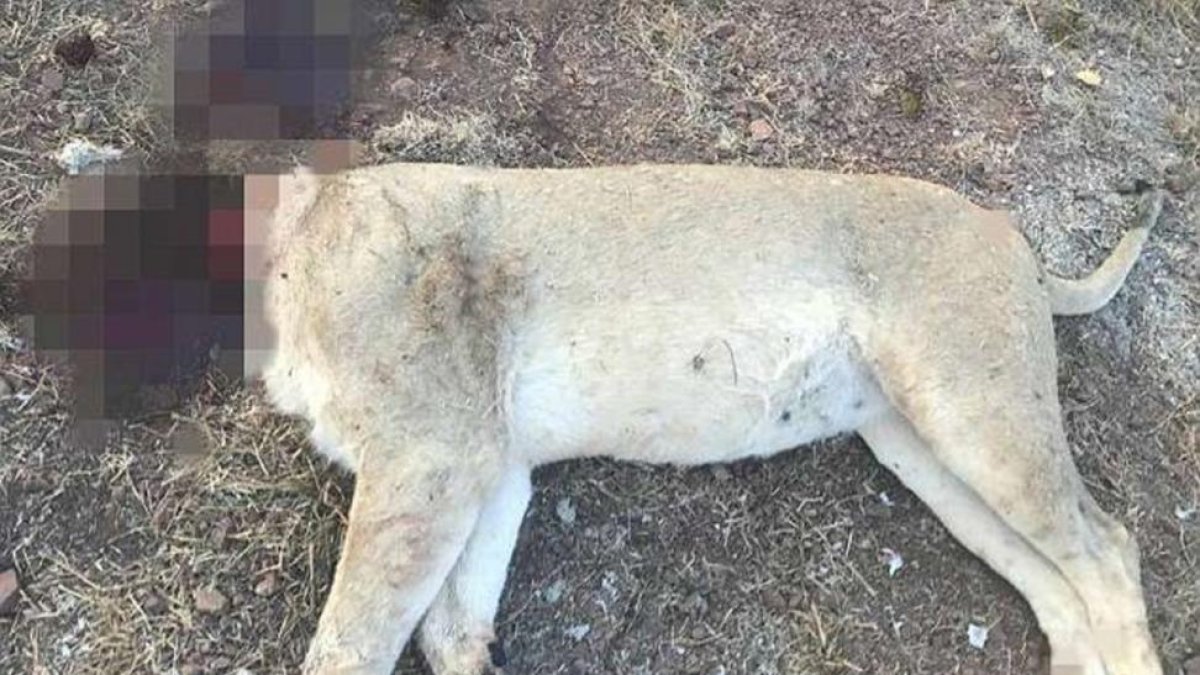 Uno de los leones descuartizados en el zoo de Pretoria.-EL PERIÓDICO
