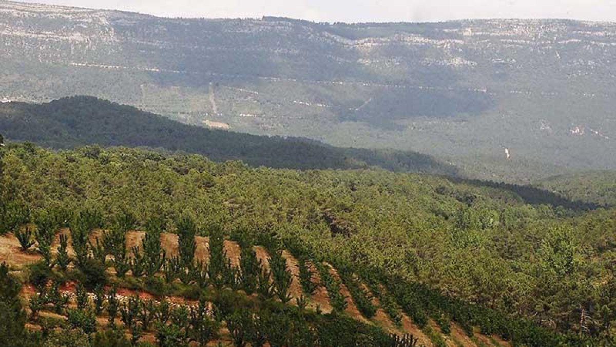 Los manzanos del Valle de las Caderechas no han afrontado una buena campaña.-G.G.