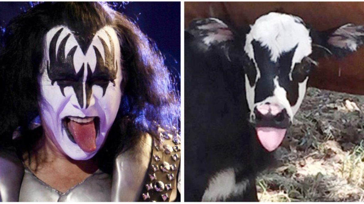Gene Simmons y el becerro Genie-HEATHER TACCETTA (AP)
