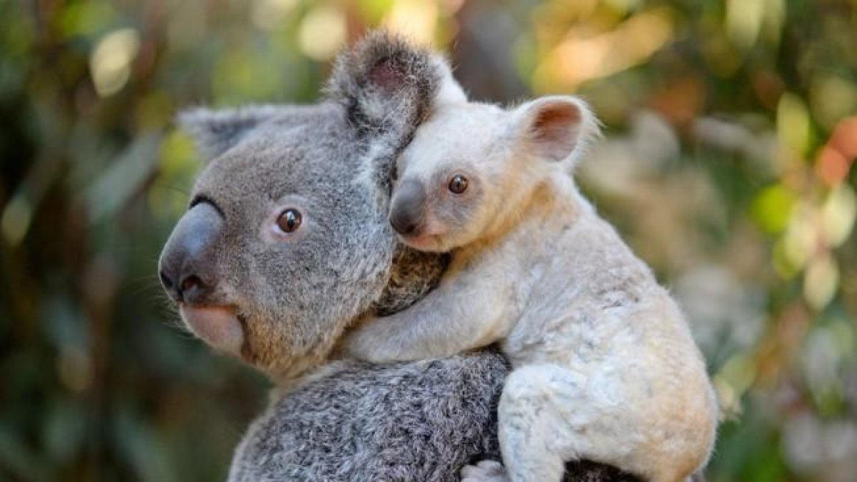 Una madre koala y su cría.-AFP (AFP)