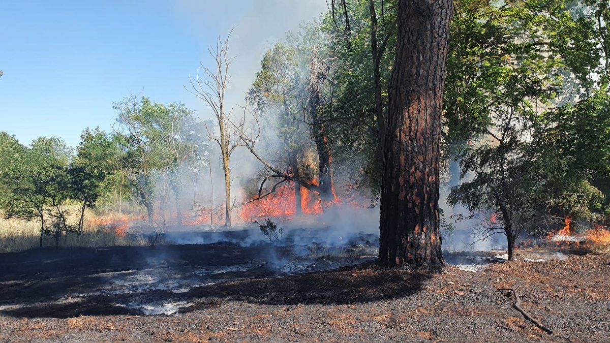 El incendio afecta también al arbolado. L. V.