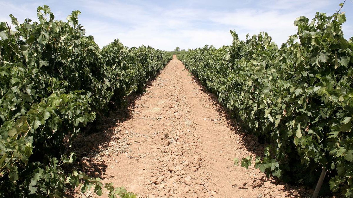Imagen de viñas de Ribera del Duero. ECB