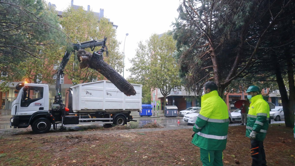 Empleados de Jardines retiran el árbol caído. RAÚL G. OCHOA