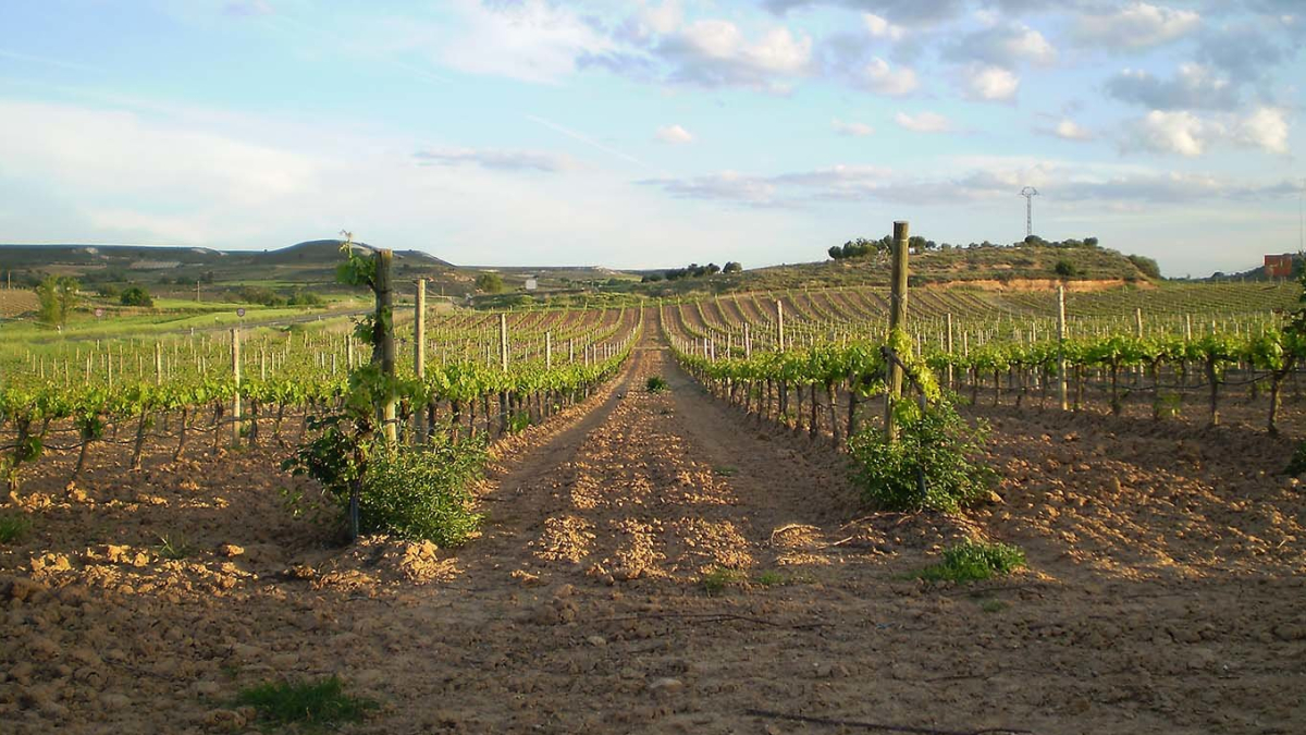 Grandes grupos se han interesado por la Ribera del Duero. ECB