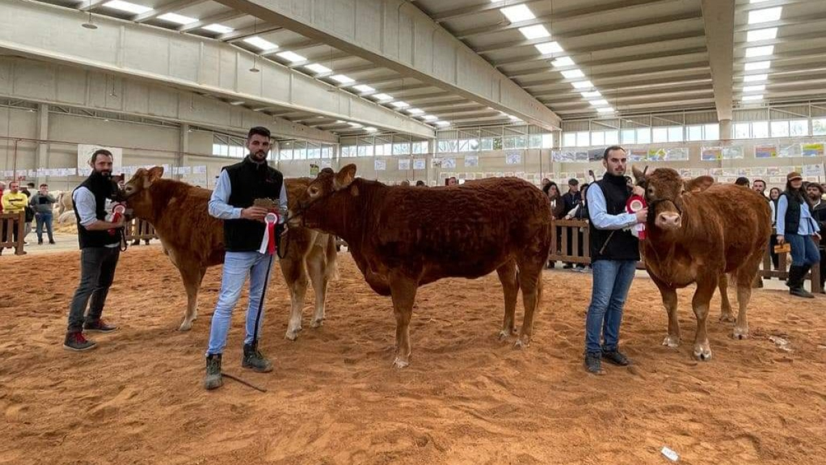 Aitor Sainz Maza, de Granja el Arenón (derecha),  en la última edición del Salón del Vacuno de Salamanca con el ejemplar de raza limusina que obtuvo el primer premio. / FOTOS: GRANJA EL ARENÓN