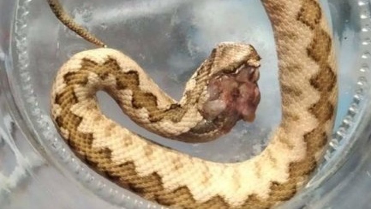 Imagen de una víbora. ECB