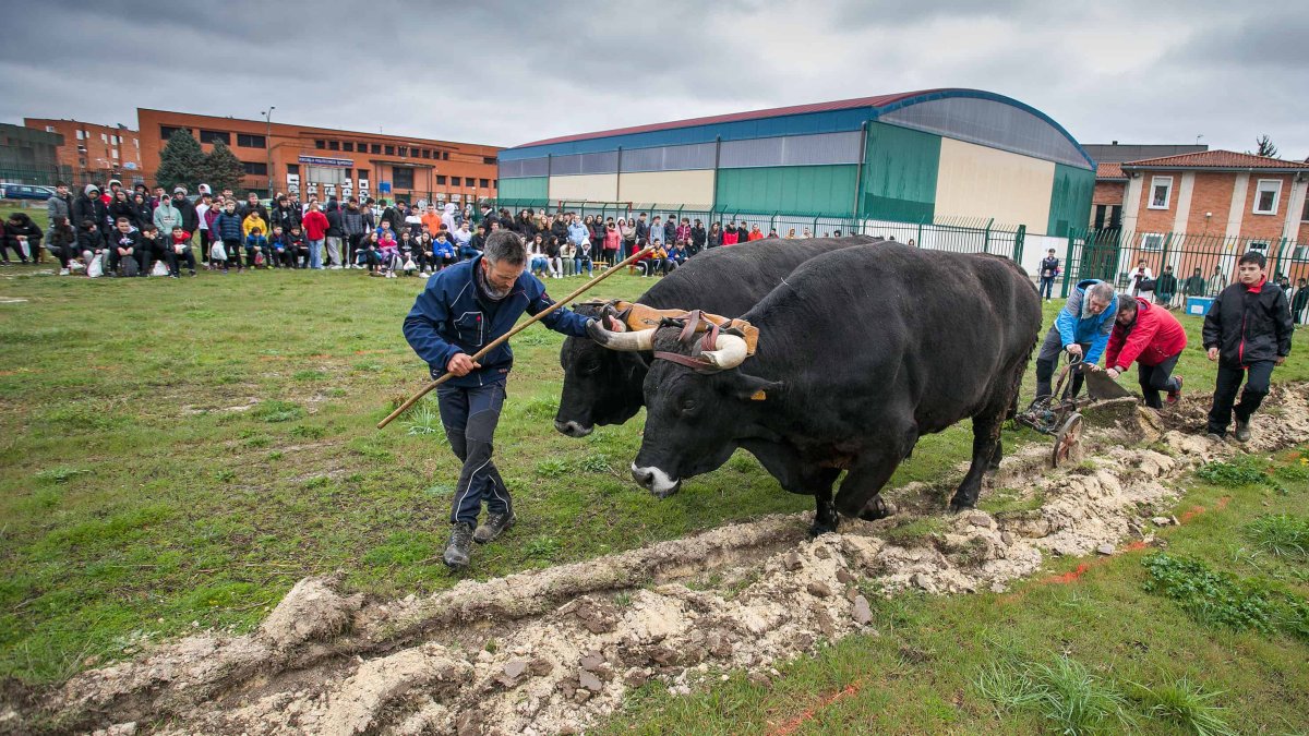 Los bueyes serranos tiran de arado para preparar los surcos que servirán para hacer un huerto en el IES Diego Porcelos. TOMÁS ALONSO
