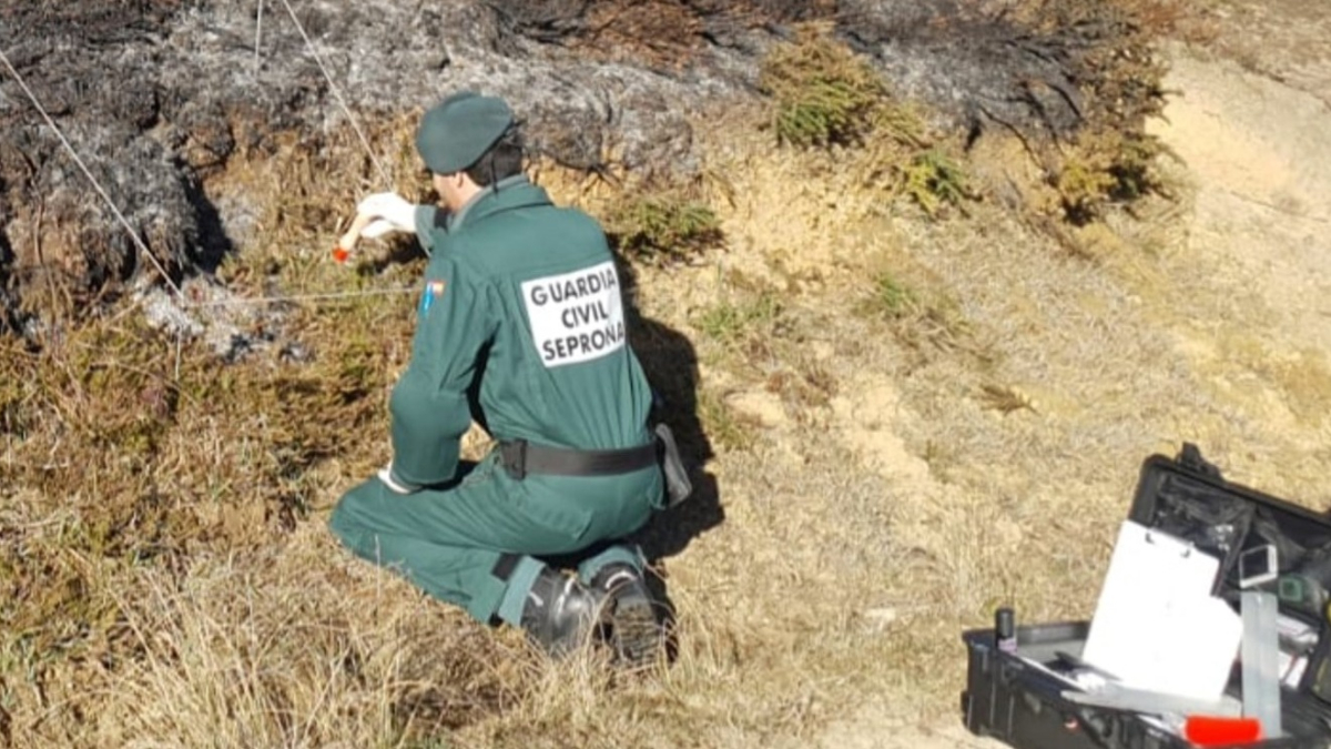 Personal del Seprona.