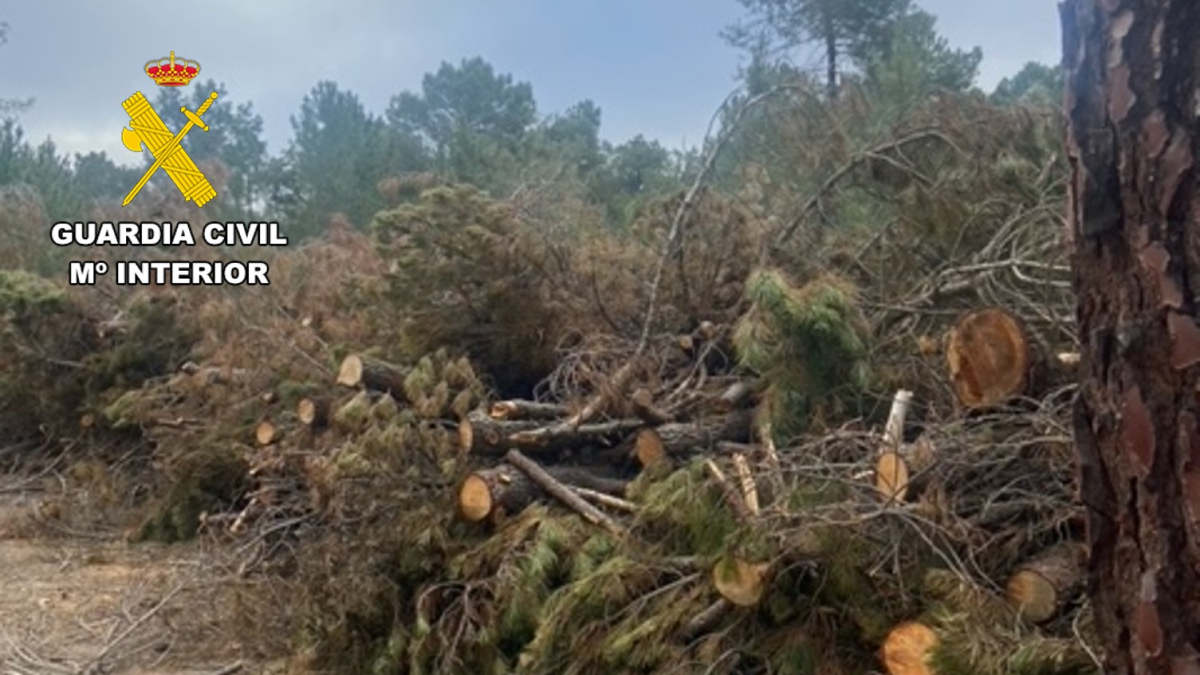 El perjuicio a los propietarios fue de 23 toneladas de madera
