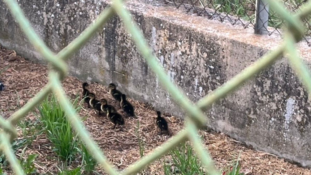 Los patos quedaron atrapados en la Farmacia del Ejército del Aire.