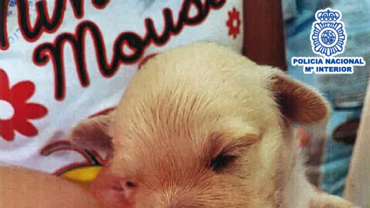 Una foto de archivo de las estafas con perros que persigue la Policía Nacional.