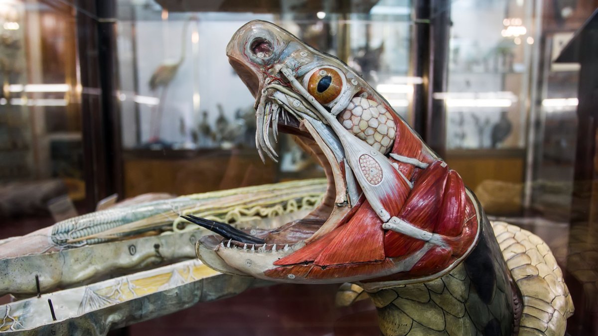 Maqueta de la serpiente donde se pueden observar todos los sistemas de musculatura, muda de piel que sorprenden por su hiperrealismo.