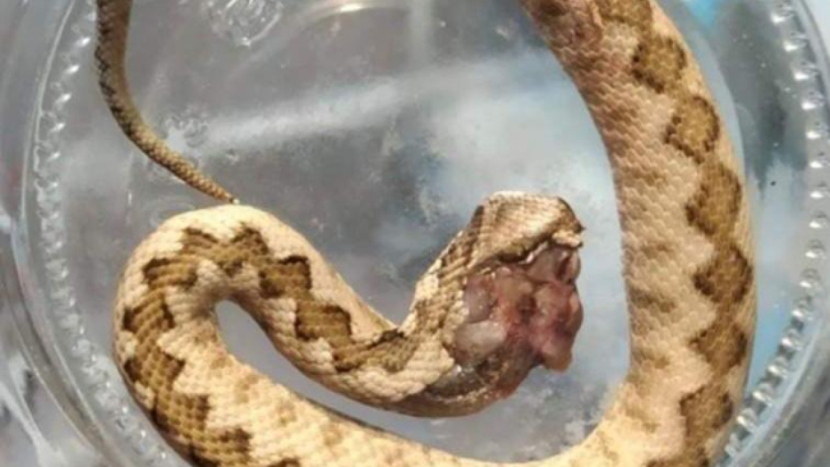 Los pacientes que acuden a urgencias a veces llevan el ejemplar en un tarro.