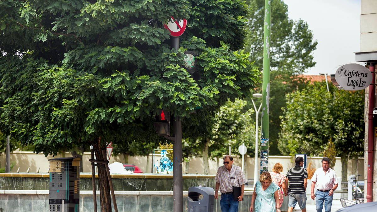 La señal superior, la luz para los vehículos y la de los peatones, casi ocultas por el árbol.