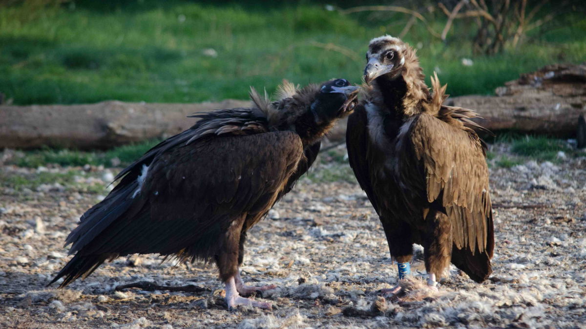 Pareja de buitre negro nidificante en la Sierra de la Demanda.