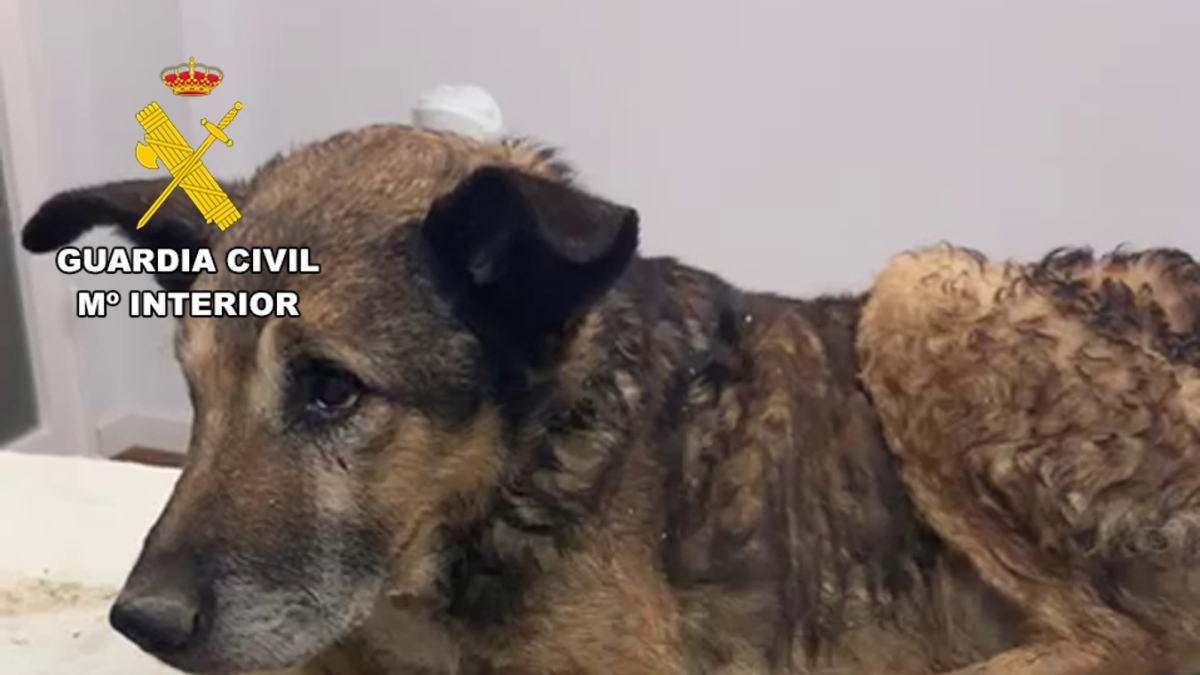 Imagen del perro fallecido.