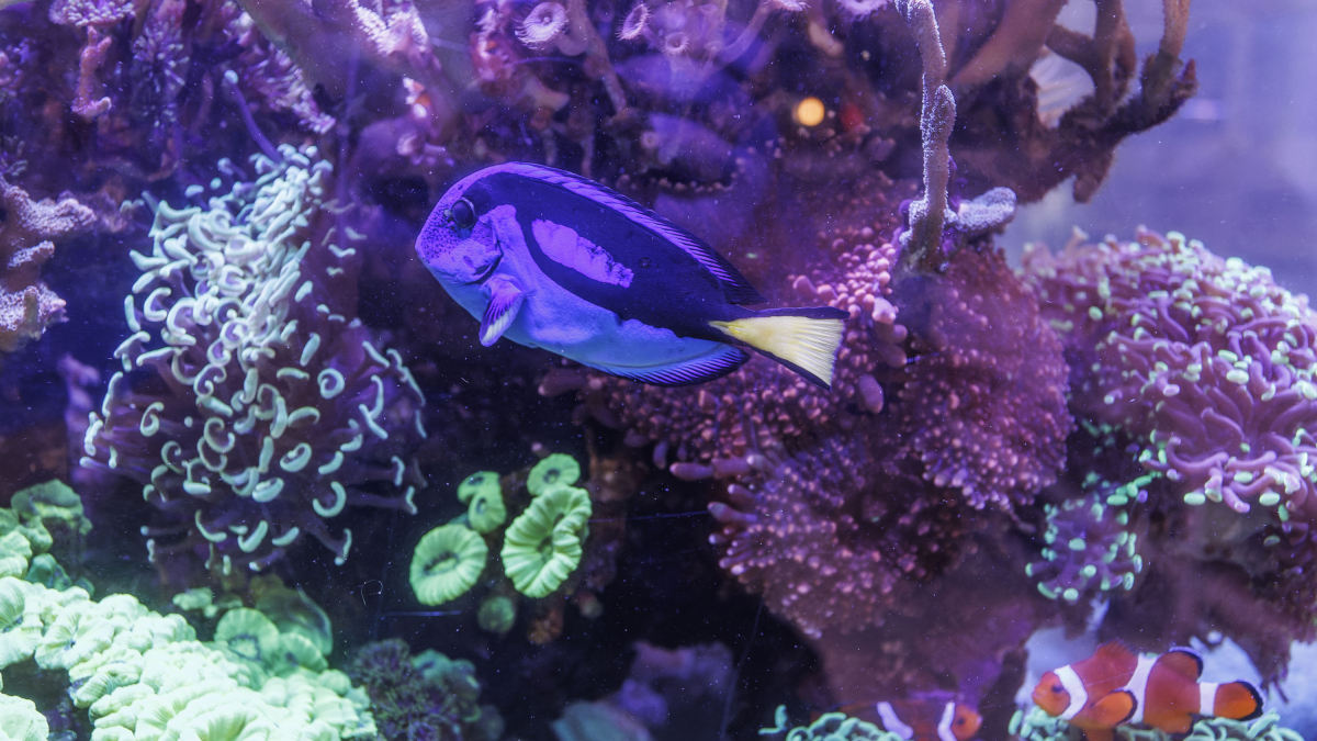 Los peces, tortugas o agapornis están incluidos como especies exóticas. Solo las invasoras están prohibidas como animales de compañía
