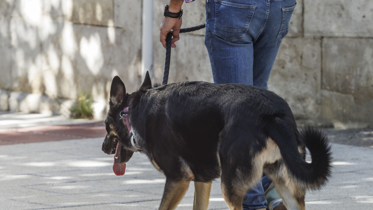 La ley de Bienestar Animal ha entrado en vigor a falta de un reglamento de aplicación.