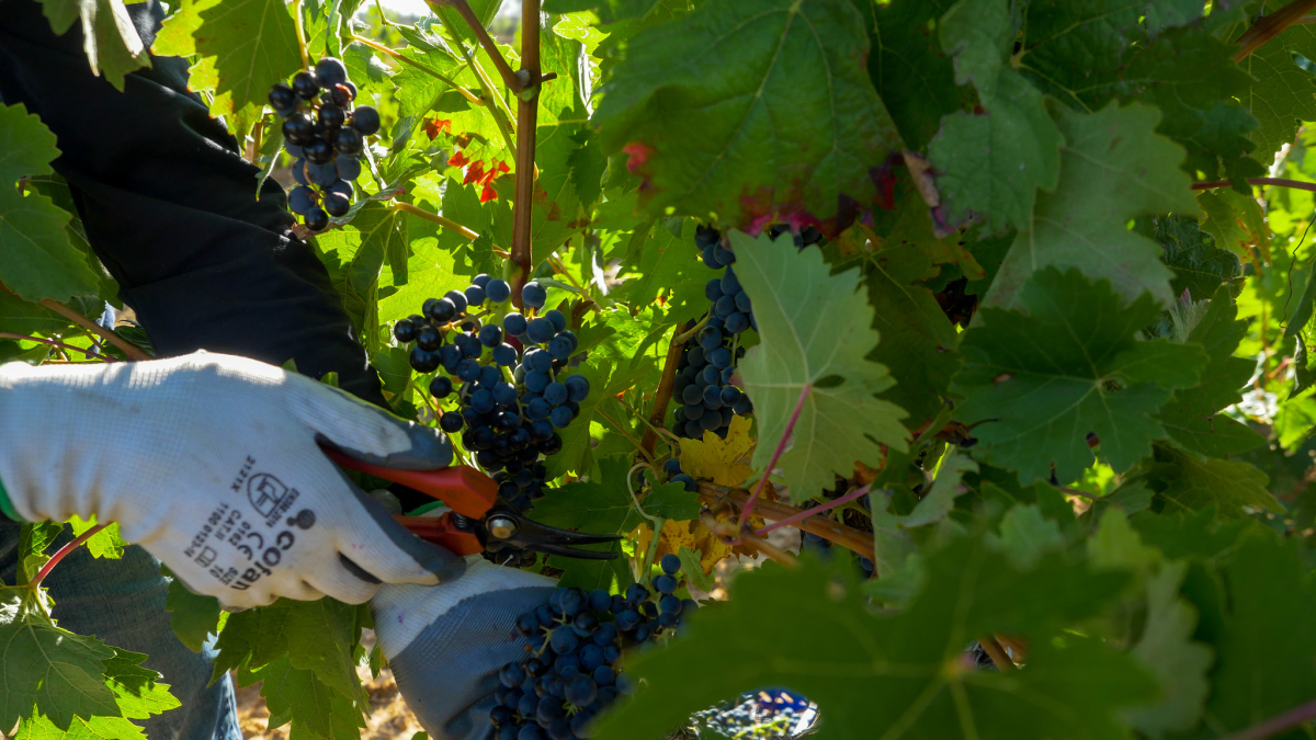 La vendimia se ha generalizado en Ribera del Duero